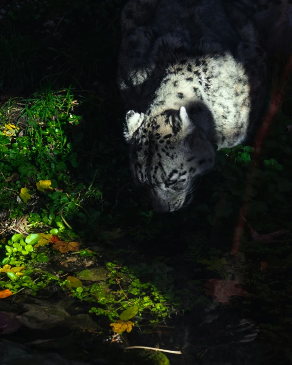 snow leopard looking down at grass near water