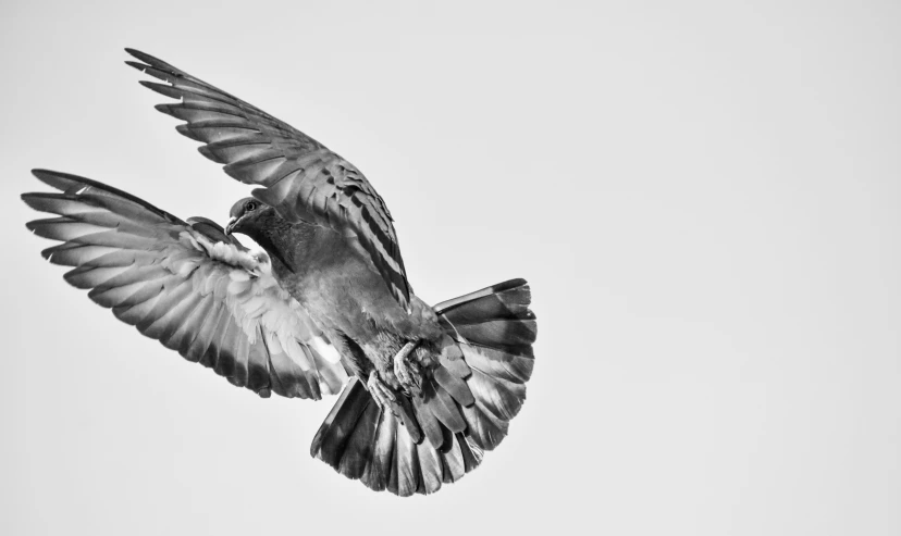 black and white po of a pigeon flying in the sky