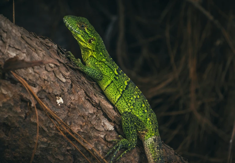 a large green lizard is perched on the bark