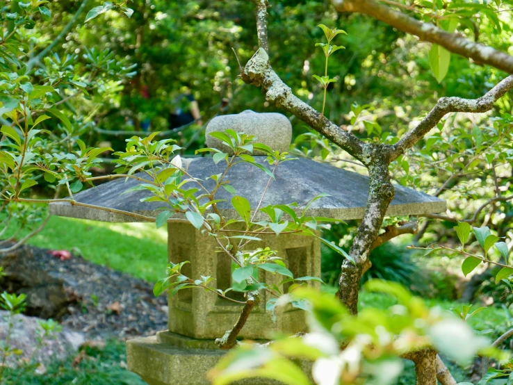 several different sized rocks under a tree near some bushes