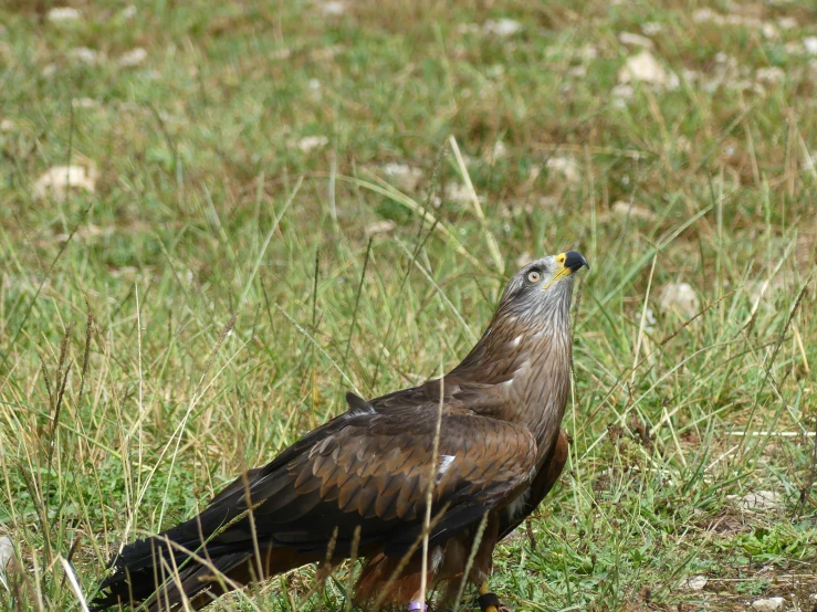 the large bird is standing in tall grass