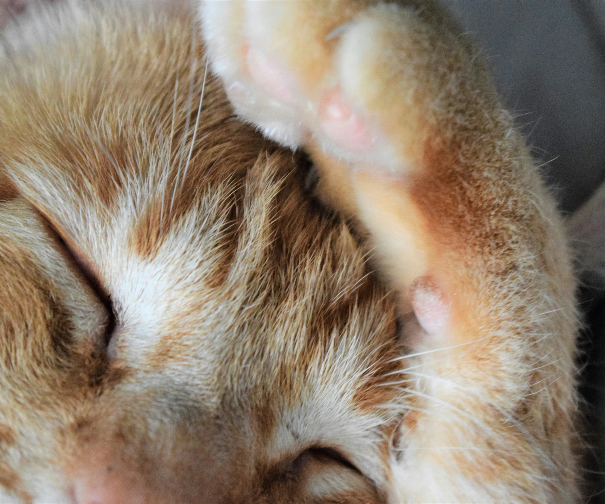 there is a small white cat sleeping in it's paws