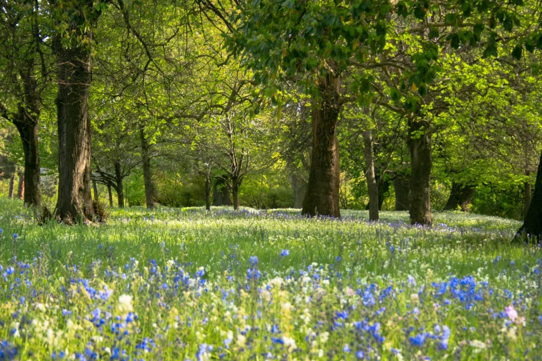 an area covered with lush green grass and lots of blue flowers