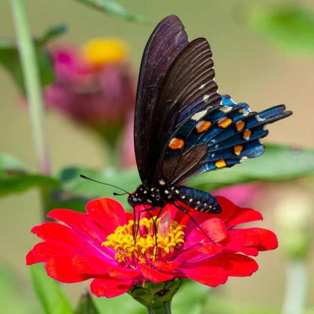 a large blue erfly is resting on top of a red flower