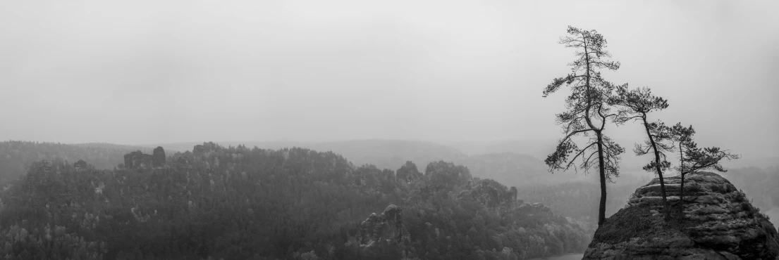 a foggy, black and white view of trees on a hillside