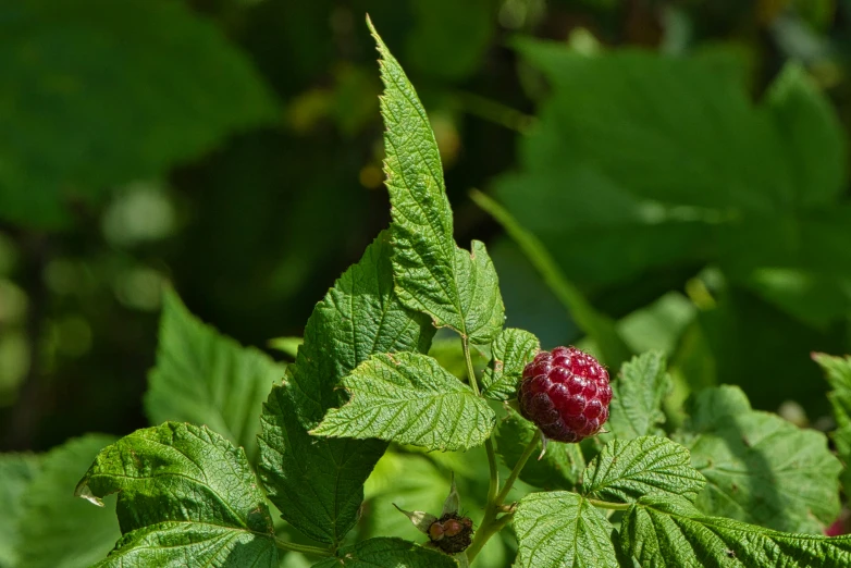 a blackberry bush with a berry growing on the green leaves