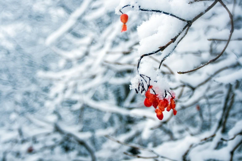 there is some snow covering plants and trees