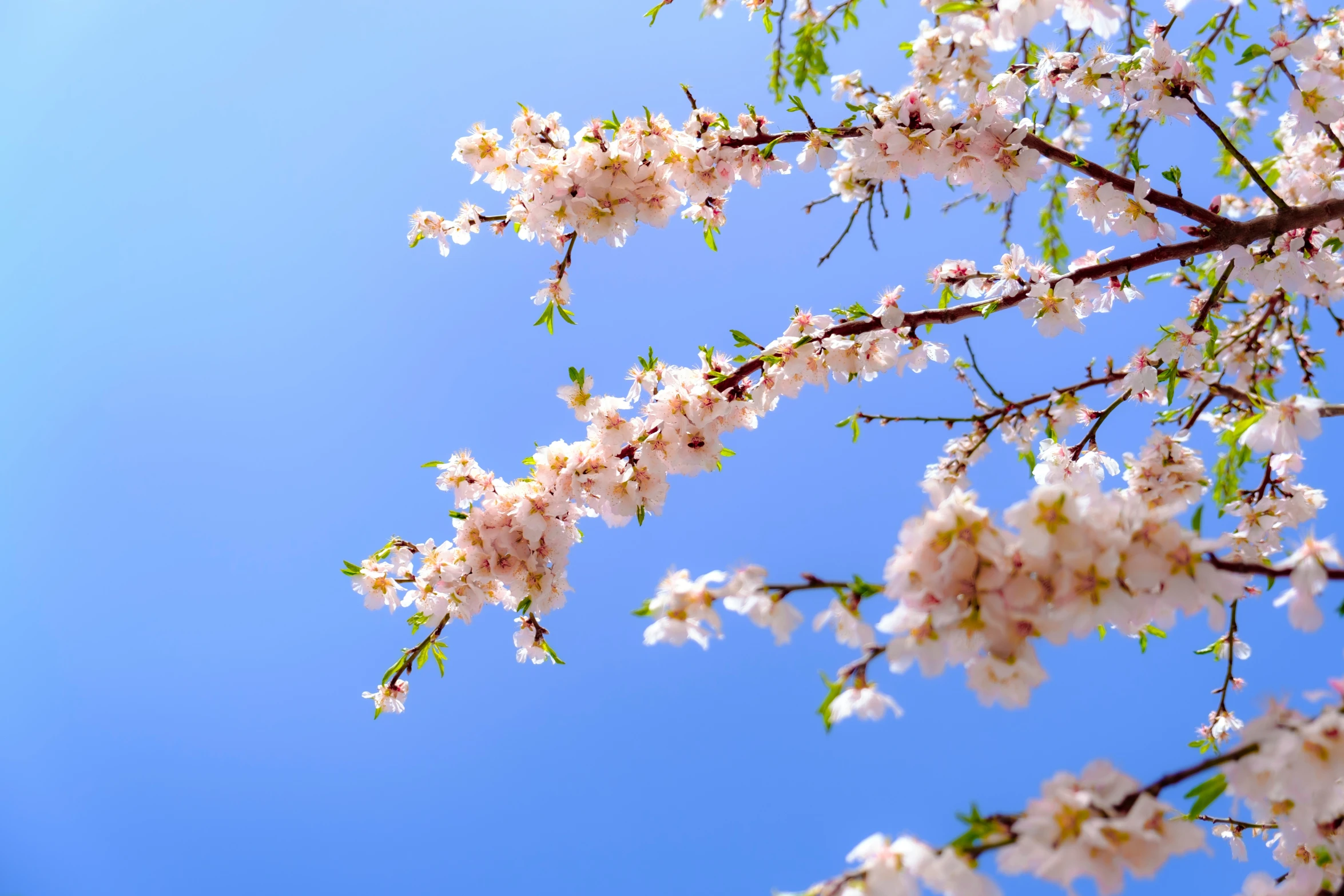 a nch that is blooming, against the sky