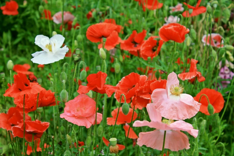 the flowers are very pink and white in the field