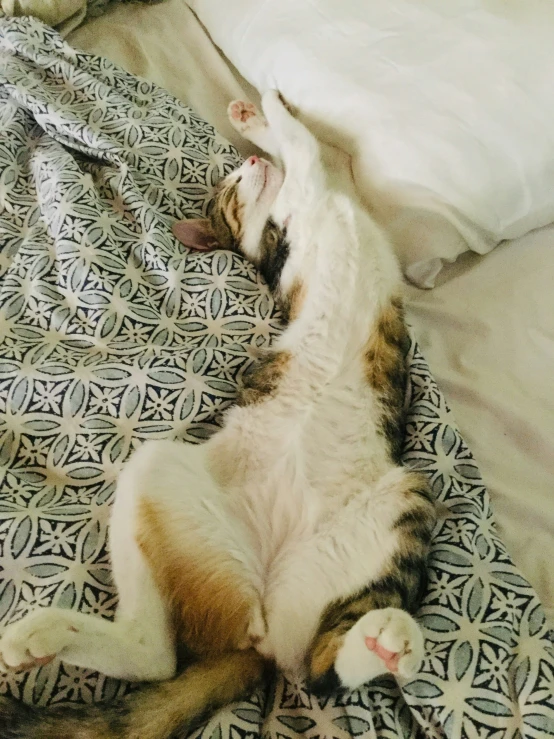 a cat is sleeping on its back on the bed