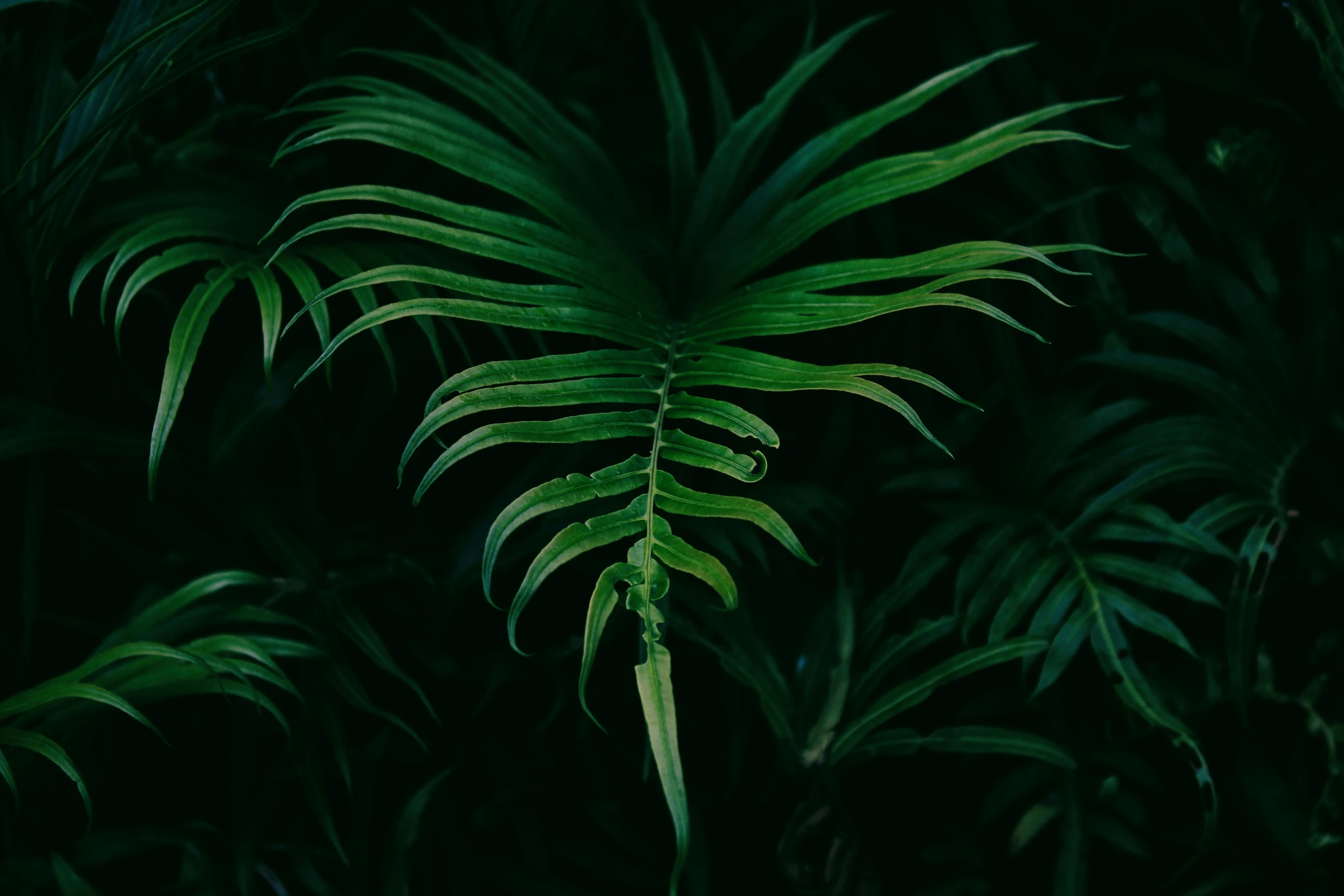 a plant with lots of green leaves