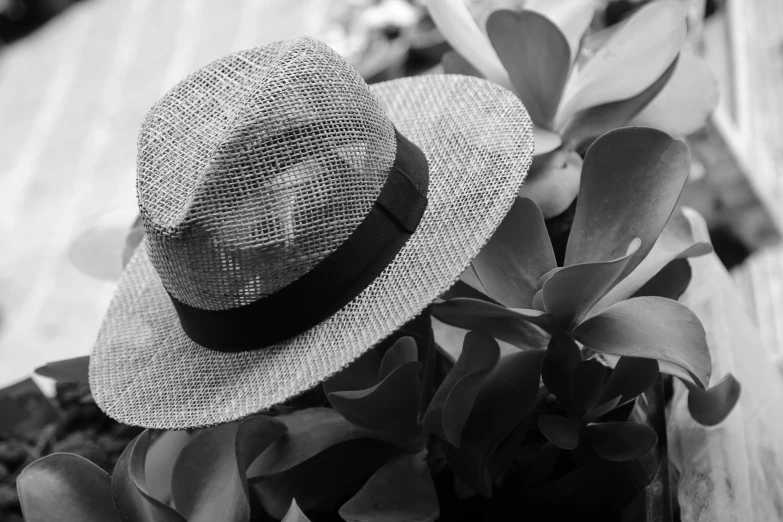 a straw hat rests on the edge of a bush