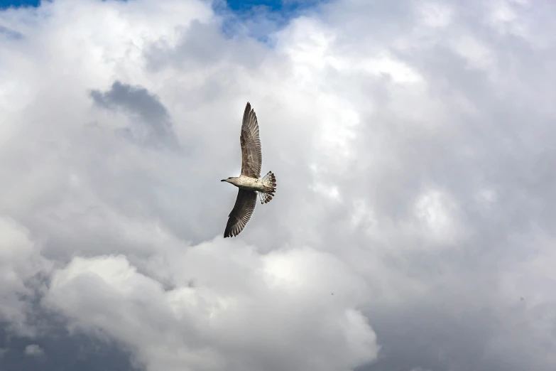 large bird flying through the sky on cloudy day