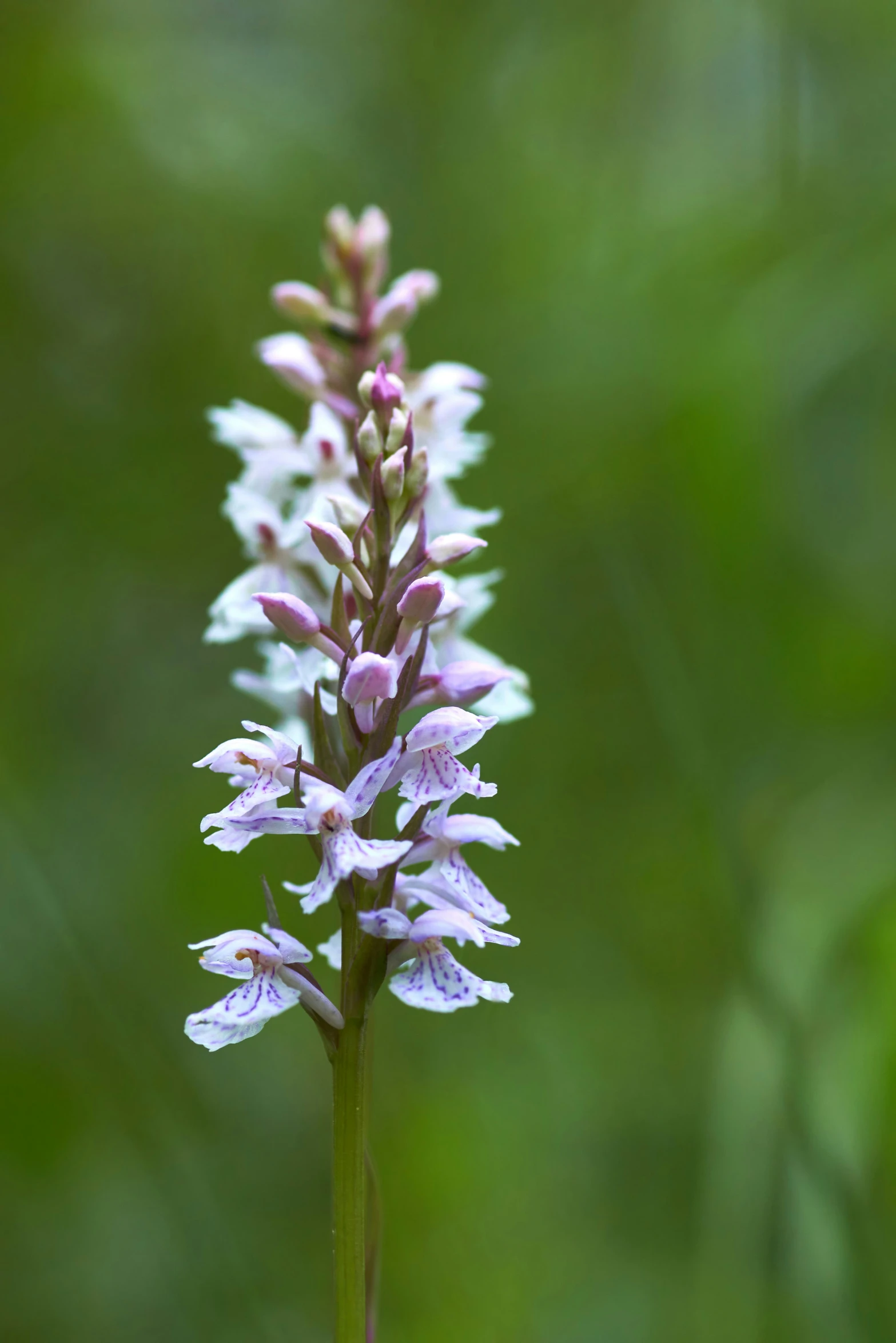 a flower in purple sits on a long stem