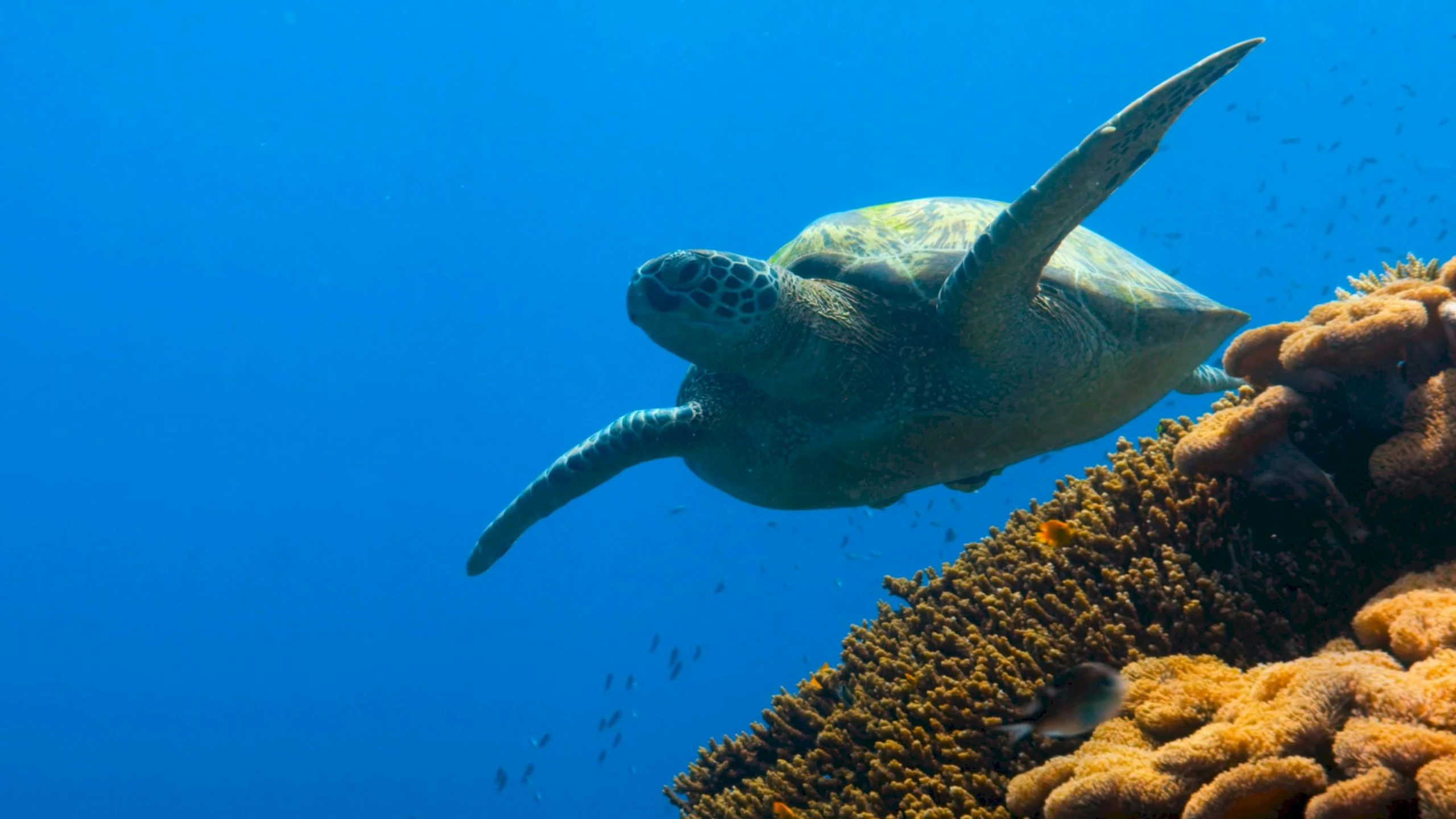 a sea turtle swims over coral with an abundance of sea life