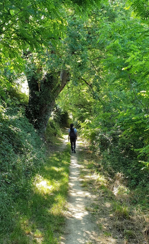 the person walks through a narrow path with trees growing all around