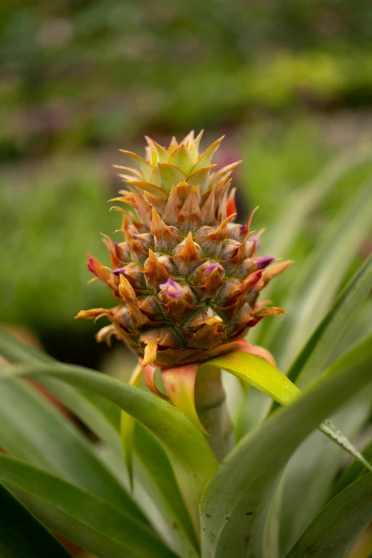 the pineapples are fruit growing on trees and shrubs