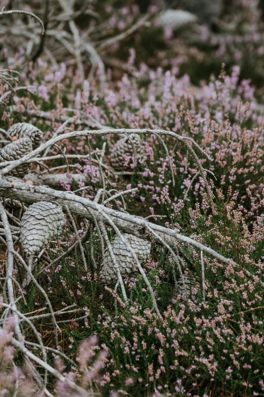 a pile of dry grass with little pink flowers in the background