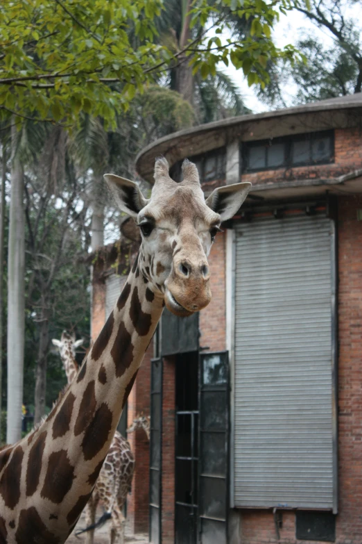 two giraffe standing next to each other near a building