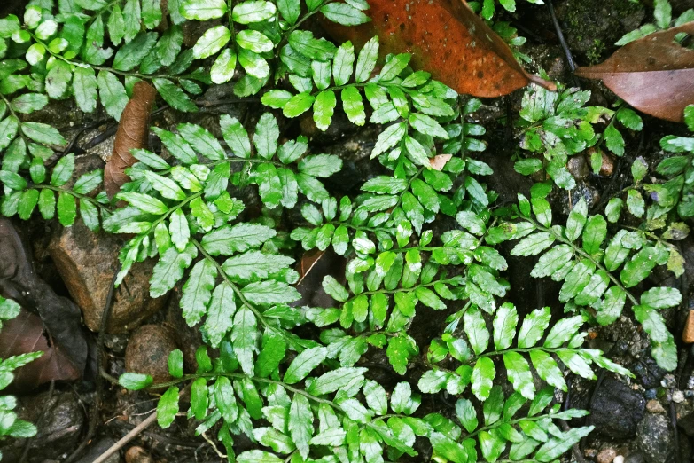 green leaves are growing among the rocks and stones