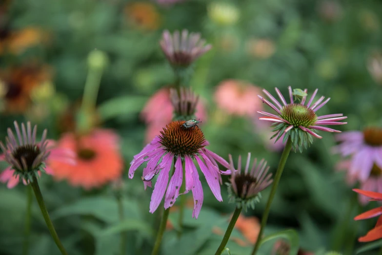 many different colored flowers growing in a garden