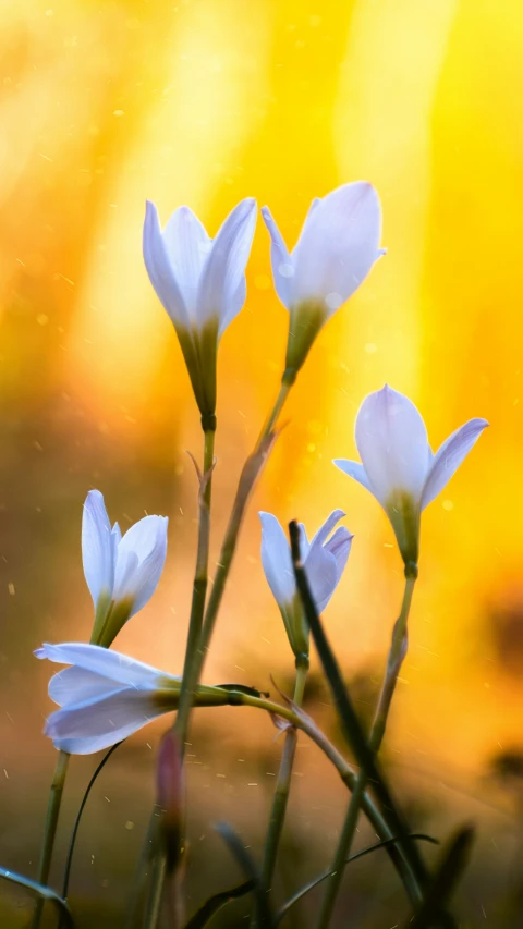 small white flowers in the grass with bright yellow background