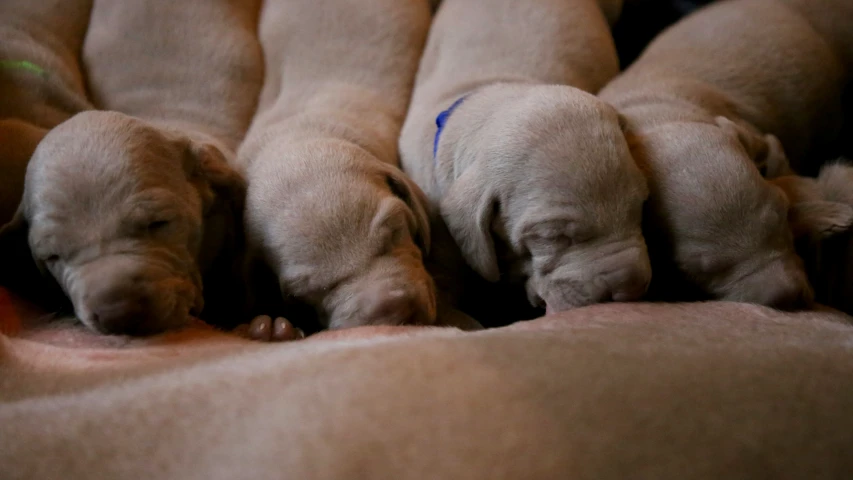 three dogs are sleeping and their owners hands are in the air