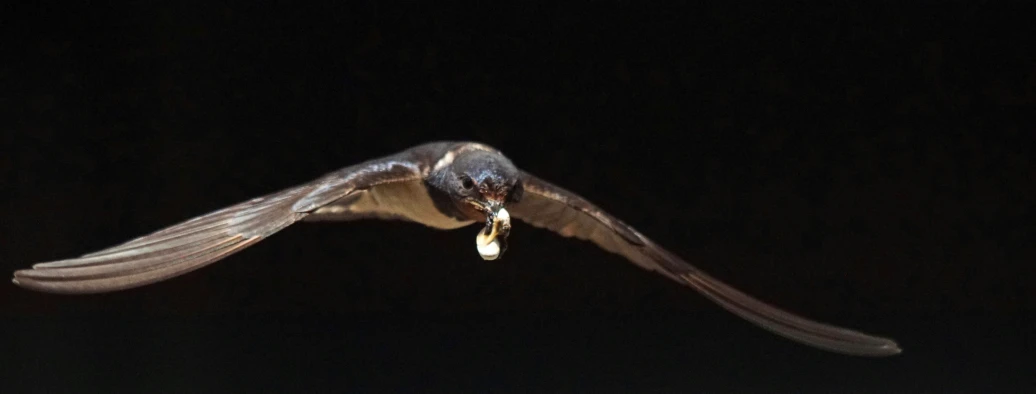 a hawk is flying in the dark with its wings spread