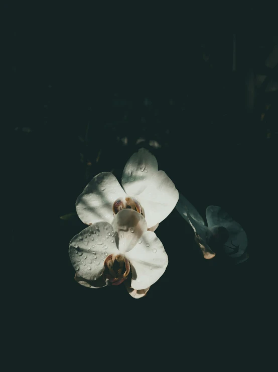 a couple of white orchids that are on the ground