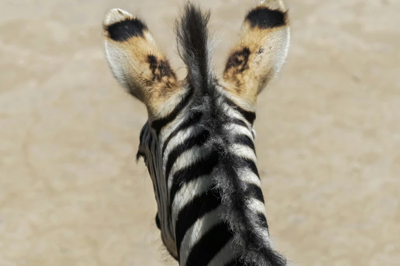 the back side view of a zes head from above