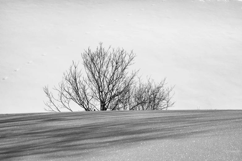 a tree is sitting in the middle of snow