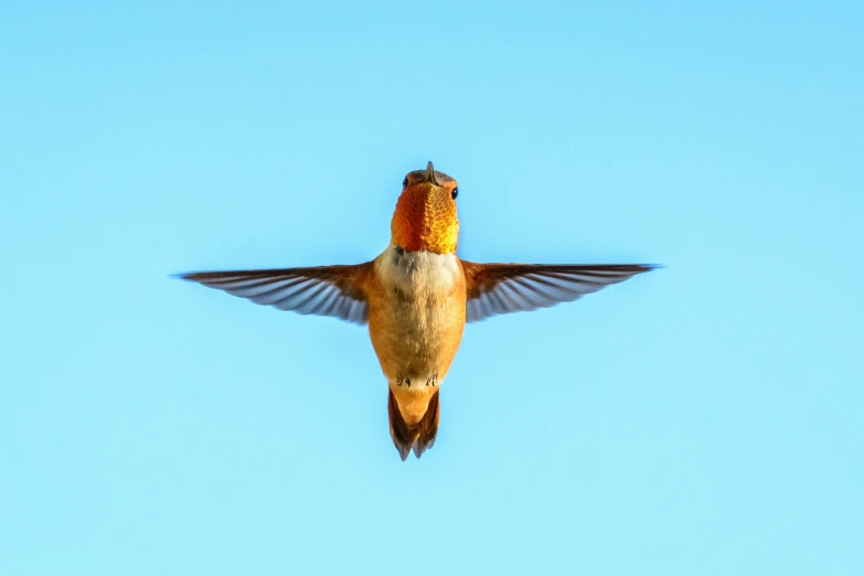 a bird flying in the air with wings spread wide