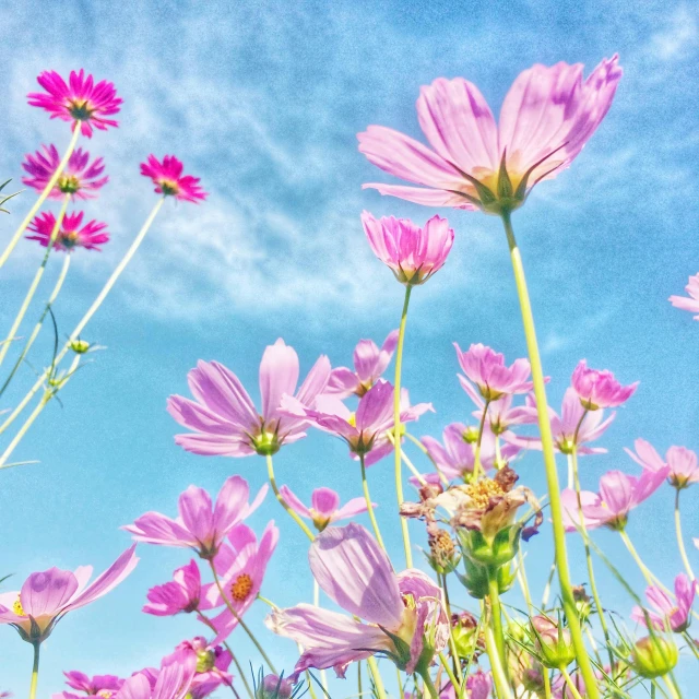 the purple flowers are all blooming and beautiful