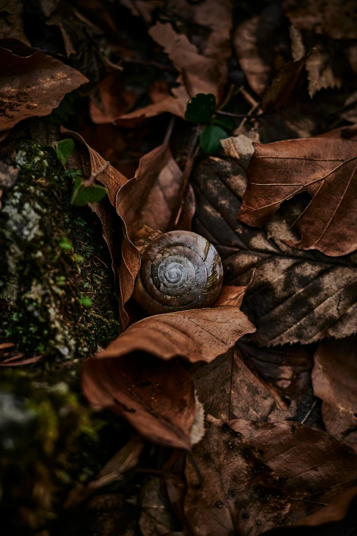 a small snail is crawling in a group of leaves