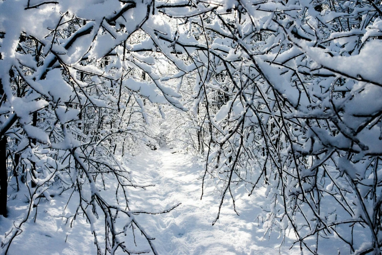 the snow on the trees looks like they are falling apart