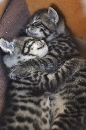 two small kittens are cuddling each other on the sofa