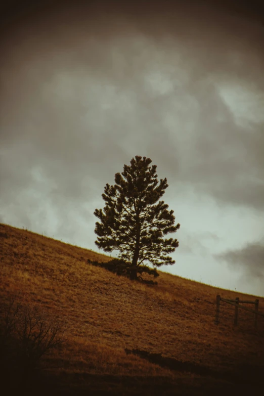 a lone tree stands on top of a hill