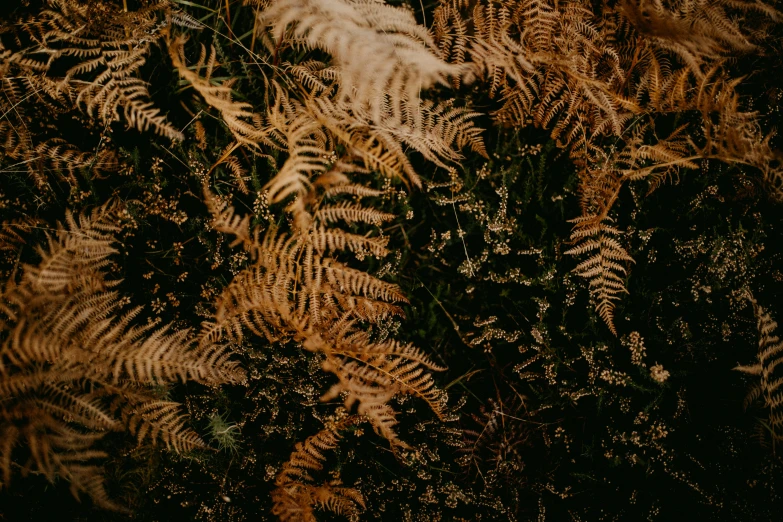 some green grass and trees with some brown leaves