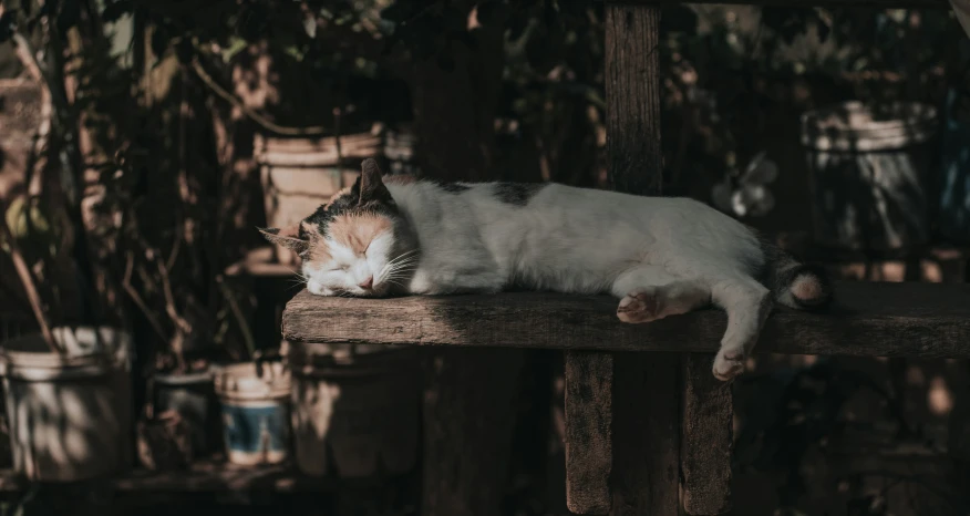 a cat sleeps on a wooden ledge outside