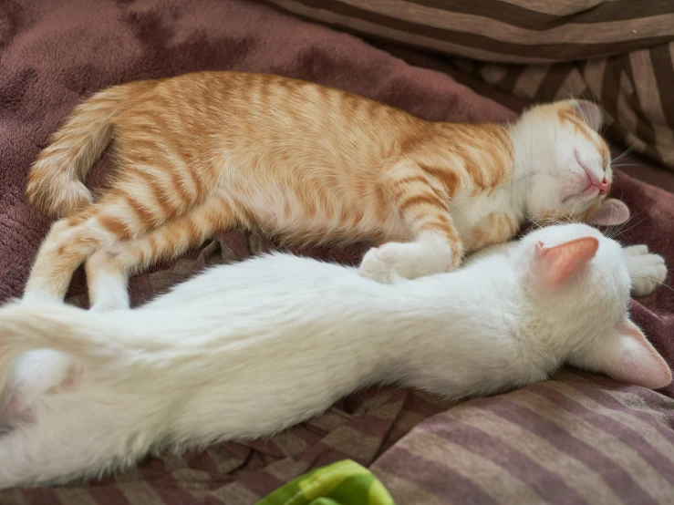 an orange and white cat is sleeping with another white cat