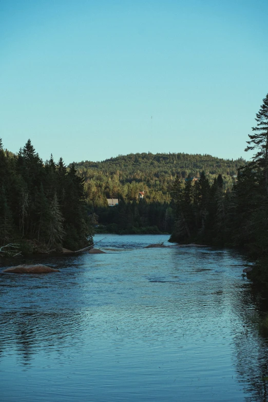 river with calm water and many trees