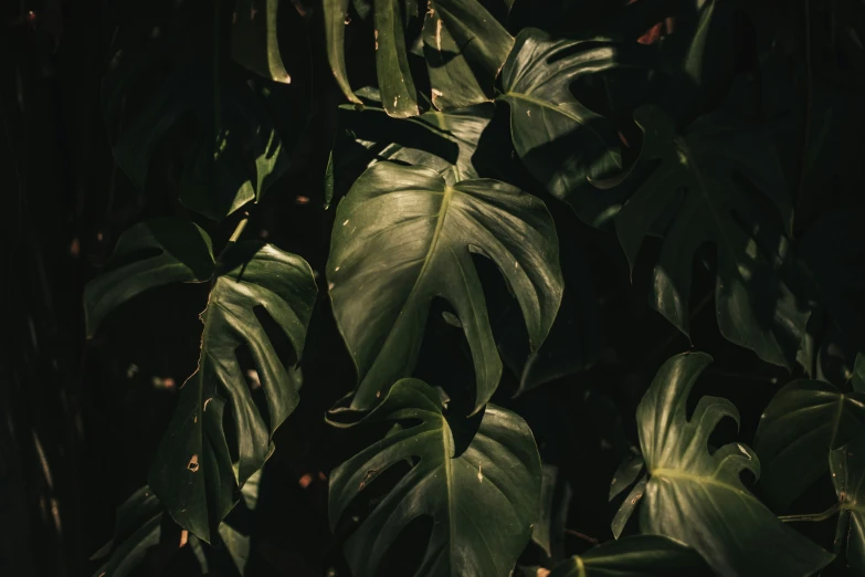 plants with big green leaves in the dark