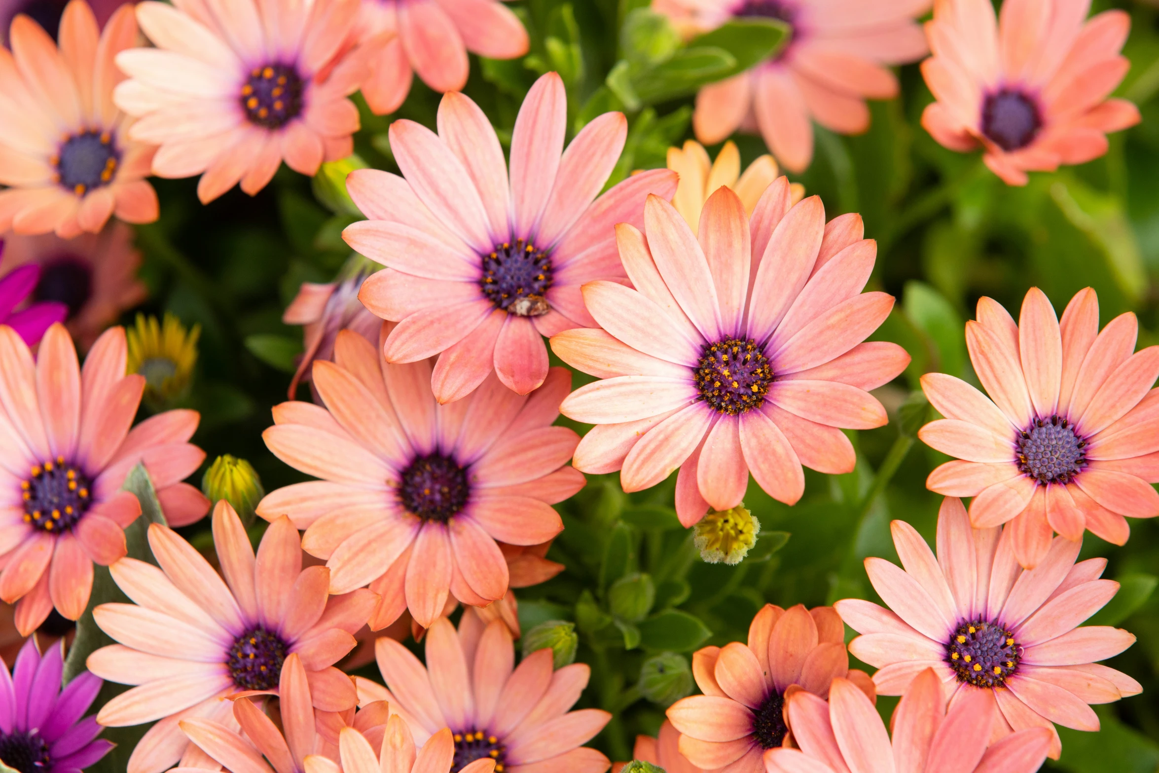 an image of pink and yellow flowers in the sun