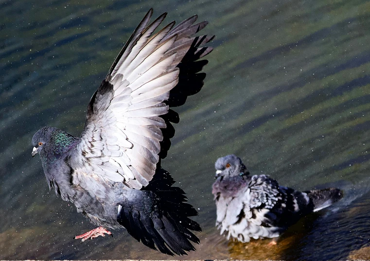 a pair of pigeons taking off from the waters edge