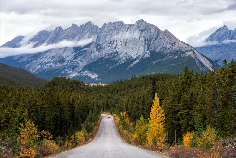 an image of a road in the woods that goes uphill