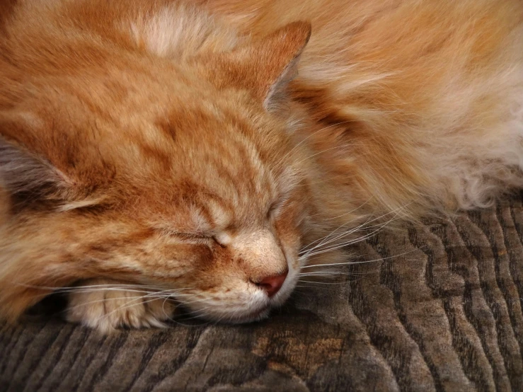 a cat laying down on a wooden floor sleeping