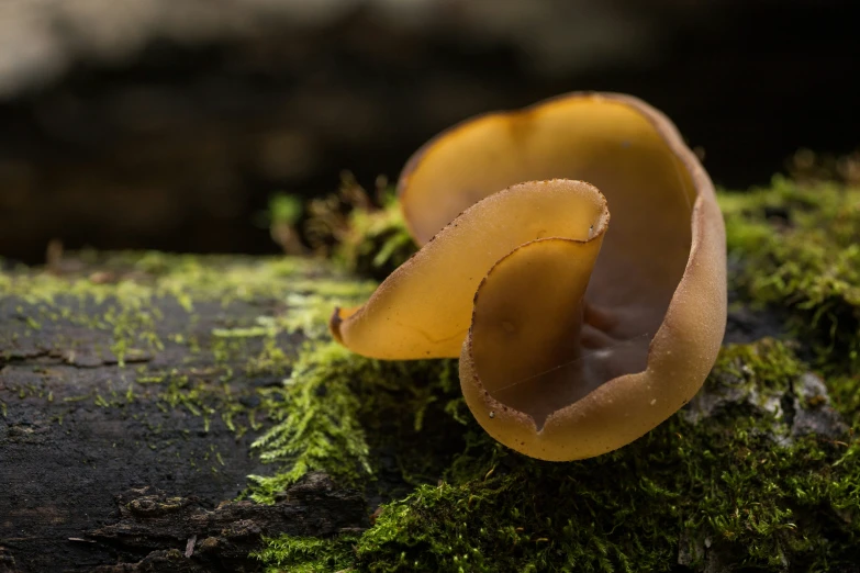 a mushroom that is sitting on the ground