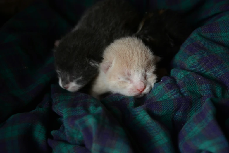 a couple of kittens sleeping on a blanket