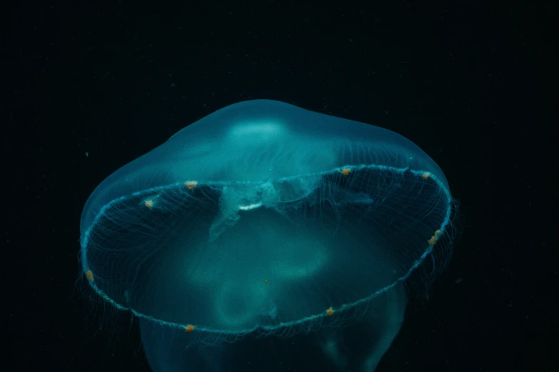 this is a jellyfish with yellow spots on its neck