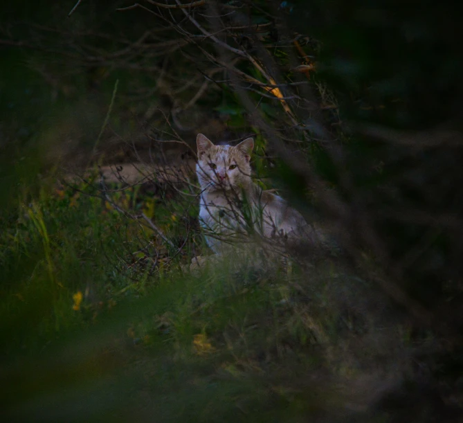 a po of a cat looking out from the woods